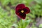 Closeup magenta flower Johnny Jump Up, Viola Tricolor on a background of green leaves in blossoming garden. View to blooming