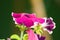 Closeup of magenta garden petunia flower with blurred background