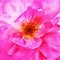 Closeup Magenta Rose Fine Art
