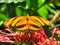 Closeup of magnificent colorful butterfly