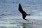 Closeup of a magnificent frigate bird flying over the sea