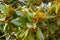 Closeup of magnolia branch with green lush shiny foliage, floristic and botanic texture or background