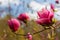 Closeup of magnolia flower on natural background for fresh spring design