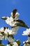 Closeup of magnolia tree blooming with white flowers against a blue sky