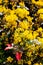 Closeup of mahonia bush in the park