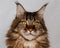 Closeup maine coon cat