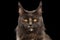 Closeup Maine Coon Cat Face in Front view, Isolated Black