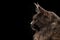 Closeup Maine Coon Cat Face in Profile view, Isolated Black