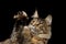 Closeup Maine Coon Cat Head Isolated on Black Background