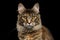 Closeup Maine Coon Cat Portrait Isolated on Black Background