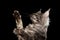 Closeup Maine Coon Cat Raising Paws up Isolated Black Background