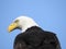 Closeup of the majestic fish eagle under the blue sky in Canada during daylight