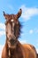 Closeup majestic graceful brown horse against sky