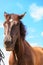 Closeup majestic graceful brown horse against sky