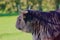 Closeup of a majestic Highland cattle standing in a lush green field with a blurry background