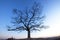 closeup of a majestic single tree stands in a lush under the blue sky