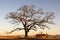 closeup of a majestic single tree stands in a lush under the blue sky