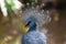 Closeup of a majestic Victoria crowned pigeon