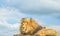 Closeup of a majestic young brown lion during a South African Safari