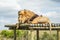 Closeup of a majestic young brown lion during a South African Safari