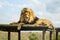 Closeup of a majestic young brown lion during a South African Safari