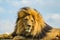 Closeup of a majestic young brown lion during a South African Safari