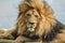 Closeup of a majestic young brown lion during a South African Safari