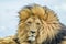 Closeup of a majestic young brown lion during a South African Safari