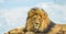 Closeup of a majestic young brown lion during a South African Safari