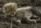 Closeup of  Malaika Cheetah cub , Masai Mara Grassland, Kenya