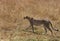 Closeup of Malaika Cheetah in Masai Mara Grassland
