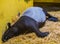 Closeup of a malayan tapir sleeping in a bed of hay, Endangered animal specie from Asia