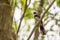 Closeup Malaysian Pied Fantail (Rhipidura javanica) perching on branch in the garden.