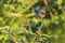 Closeup of a male blue-throat bird Luscinia svecica cyanecula si