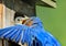 Closeup of male bluebird feeding baby bird