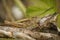 Closeup on a male Bow-winged grasshopper, Chorthippus biguttulus