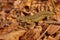 Closeup on a male Carpathian newt, Lissotriton montandoni, hiding