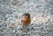 Closeup of a male chaffinch