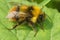 Closeup of a male cleptoparasite field cuckoo-bee, Bombus campestris pollinating on a flower