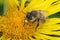 Closeup on a male, Coast leafcutter bee, Megachile maritima on a yellow Inula flower