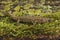 Closeup on a male of the colorful and rare Hondo streamside salamander, Hynobius kimurae on green moss