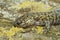 Closeup on a male of the colorful and rare Hondo streamside salamander, Hynobius kimurae, sitting on a piece of wood