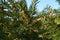 Closeup of male cones on branch of European yew