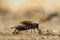 Closeup the male cricket mating call on a sand in desert.