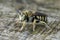 Closeup on a male Diademed Woolcarder solitary bee, Anthidium diadema sitting on wood