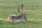 Closeup of an male fallow deer