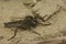 Closeup on a male fan-bristled robberfly, Dysmachus trigonus sitting on the ground