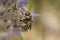 Closeup on a male Florentine woolcarder bee, Anthidium florentinum on a purple Russian sage, Perovskia yangii