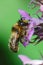 Closeup on a male fork-tailed flower bee, Anthophora furcata hanging on a purple flower of hedge woundwort, Stachys