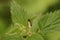 Closeup on a male green longhorn moth, Adela reaumurella, with it's incredible long antenna , sittng on a green leaf